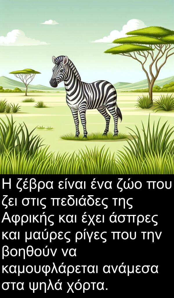 ζώο: Η ζέβρα είναι ένα ζώο που ζει στις πεδιάδες της Αφρικής και έχει άσπρες και μαύρες ρίγες που την βοηθούν να καμουφλάρεται ανάμεσα στα ψηλά χόρτα.