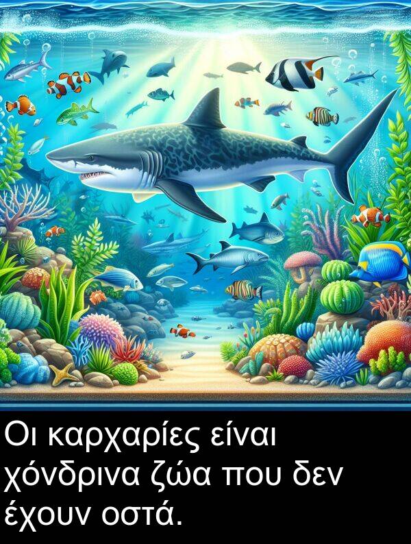ζώα: Οι καρχαρίες είναι χόνδρινα ζώα που δεν έχουν οστά.