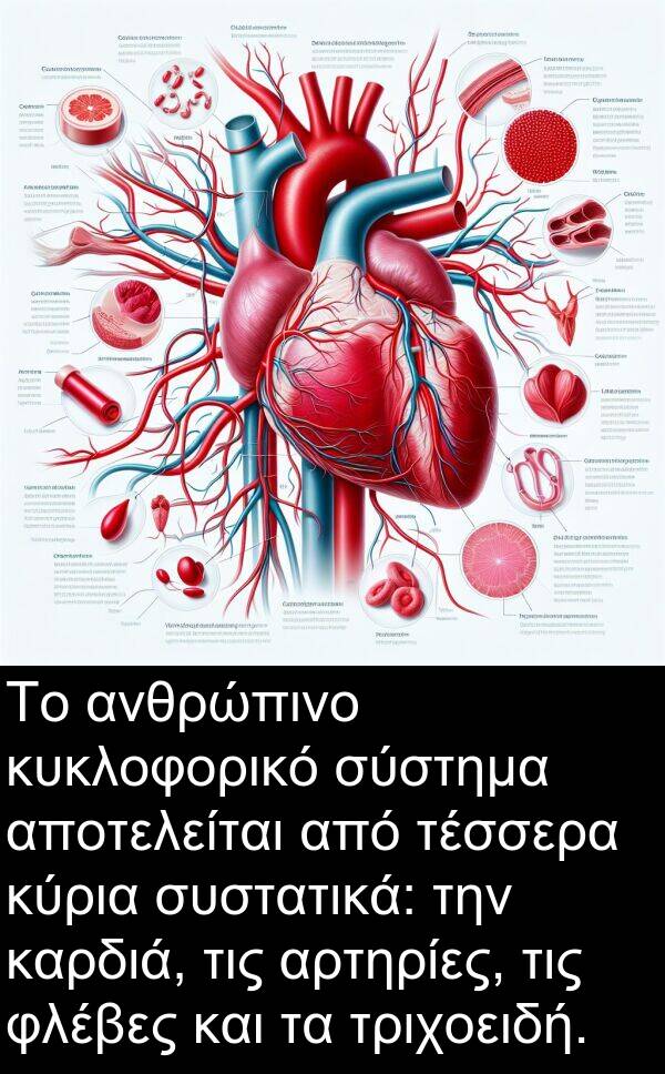 φλέβες: Το ανθρώπινο κυκλοφορικό σύστημα αποτελείται από τέσσερα κύρια συστατικά: την καρδιά, τις αρτηρίες, τις φλέβες και τα τριχοειδή.