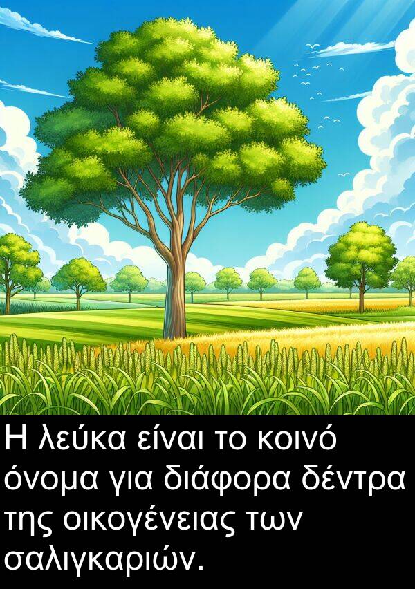 δέντρα: Η λεύκα είναι το κοινό όνομα για διάφορα δέντρα της οικογένειας των σαλιγκαριών.