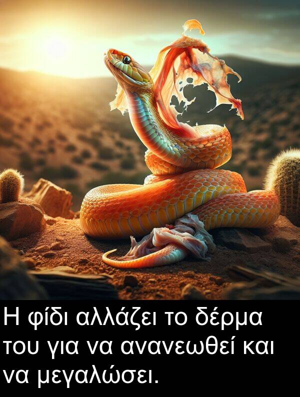φίδι: Η φίδι αλλάζει το δέρμα του για να ανανεωθεί και να μεγαλώσει.