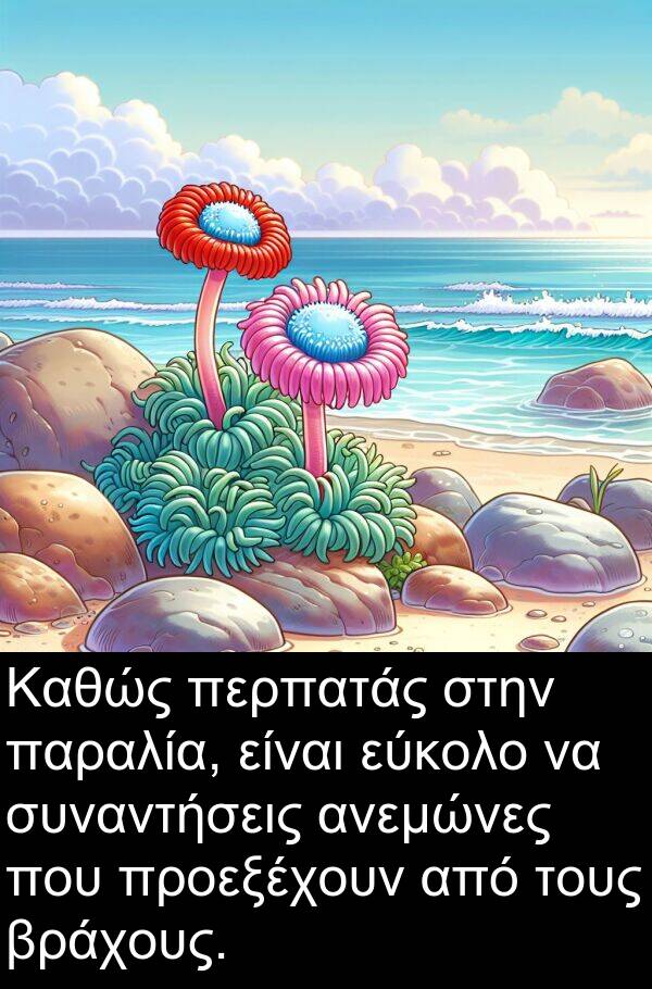 εύκολο: Καθώς περπατάς στην παραλία, είναι εύκολο να συναντήσεις ανεμώνες που προεξέχουν από τους βράχους.