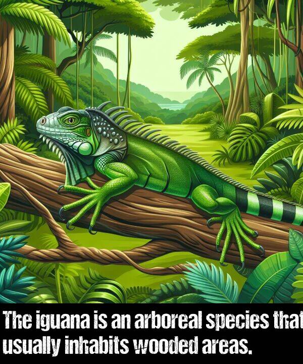 usually: The iguana is an arboreal species that usually inhabits wooded areas.