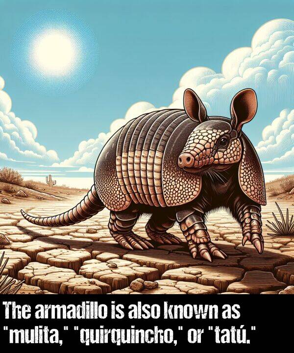 known: The armadillo is also known as "mulita," "quirquincho," or "tatú."