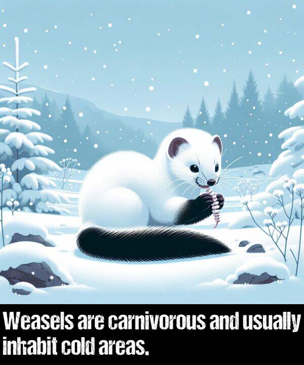 carnivorous: Weasels are carnivorous and usually inhabit cold areas.