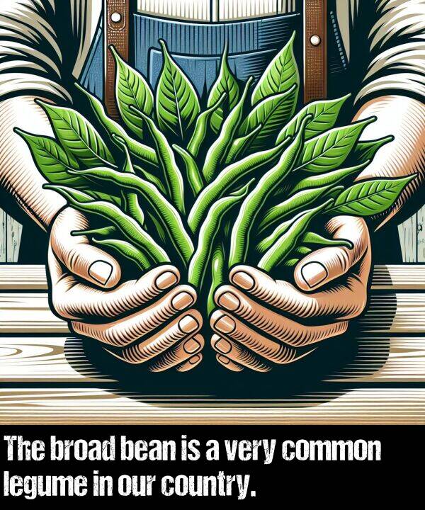 legume: The broad bean is a very common legume in our country.