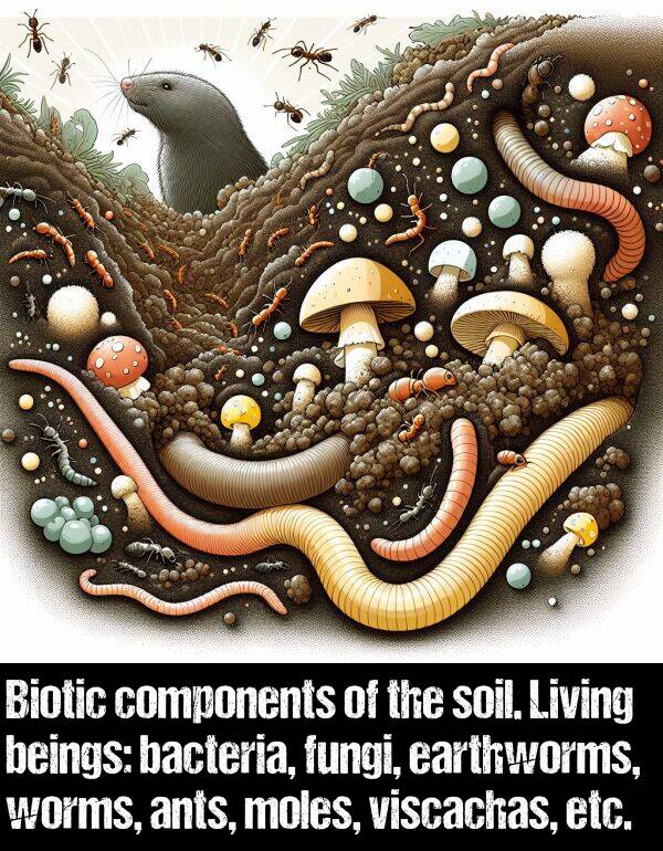 bacteria: Biotic components of the soil. Living beings: bacteria, fungi, earthworms, worms, ants, moles, viscachas, etc.