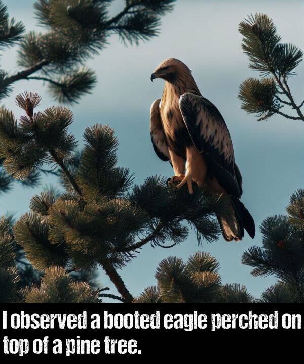 eagle: I observed a booted eagle perched on top of a pine tree.