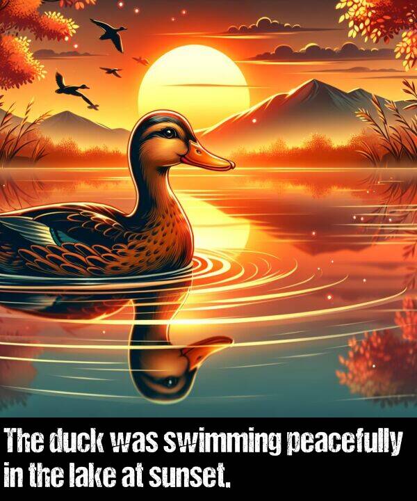 sunset: The duck was swimming peacefully in the lake at sunset.