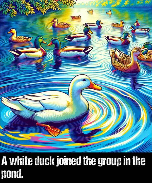 white: A white duck joined the group in the pond.