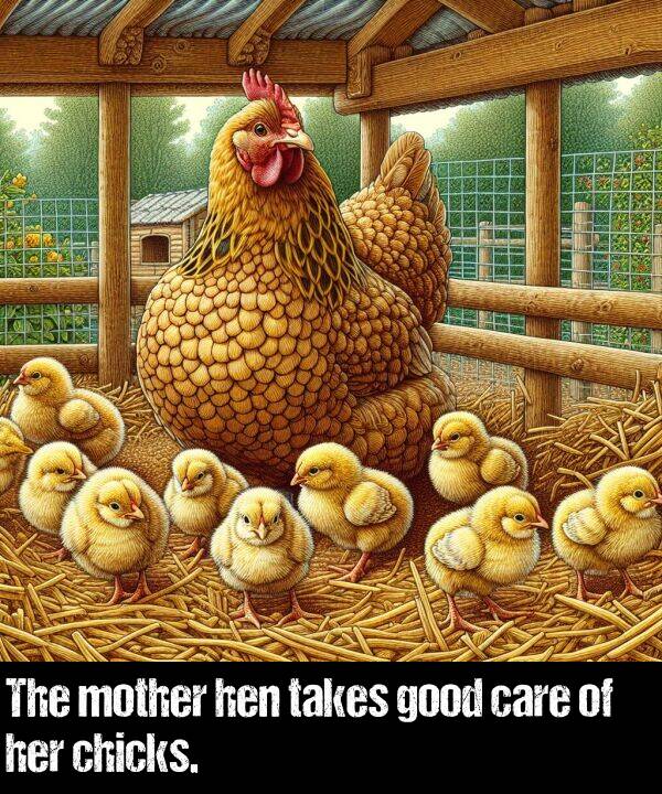 takes: The mother hen takes good care of her chicks.