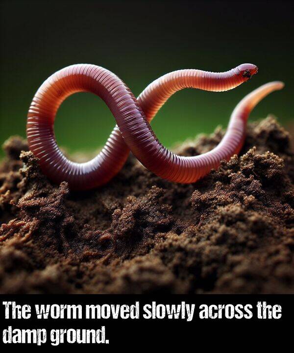 damp: The worm moved slowly across the damp ground.