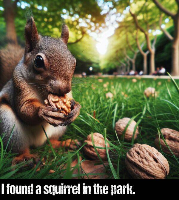 the: I found a squirrel in the park.