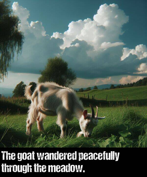wandered: The goat wandered peacefully through the meadow.