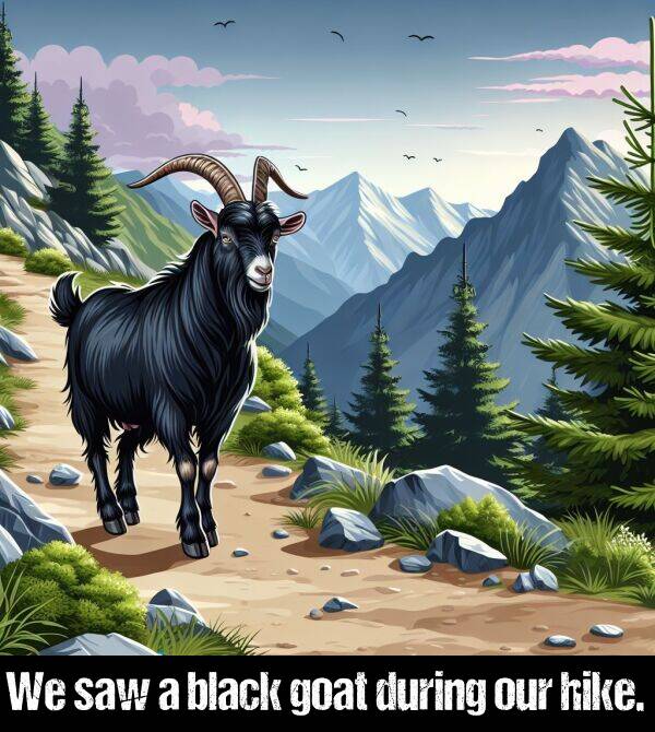 black: We saw a black goat during our hike.