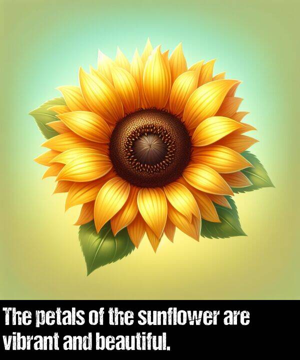 beautiful: The petals of the sunflower are vibrant and beautiful.