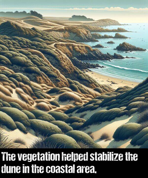 area: The vegetation helped stabilize the dune in the coastal area.