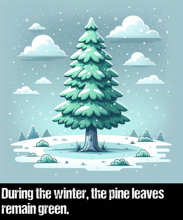winter: During the winter, the pine leaves remain green.