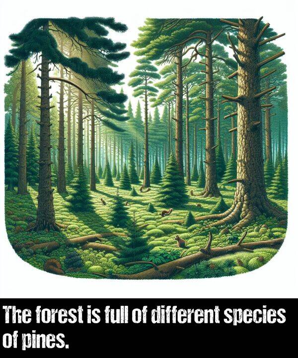 species: The forest is full of different species of pines.