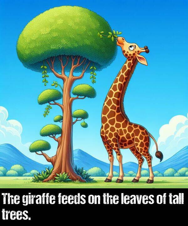 tall: The giraffe feeds on the leaves of tall trees.