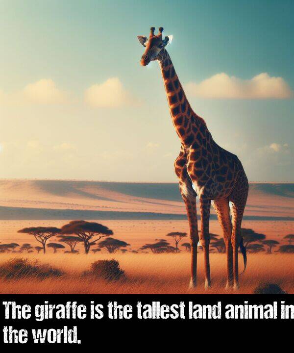 land: The giraffe is the tallest land animal in the world.