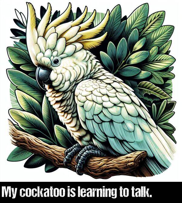 cockatoo: My cockatoo is learning to talk.