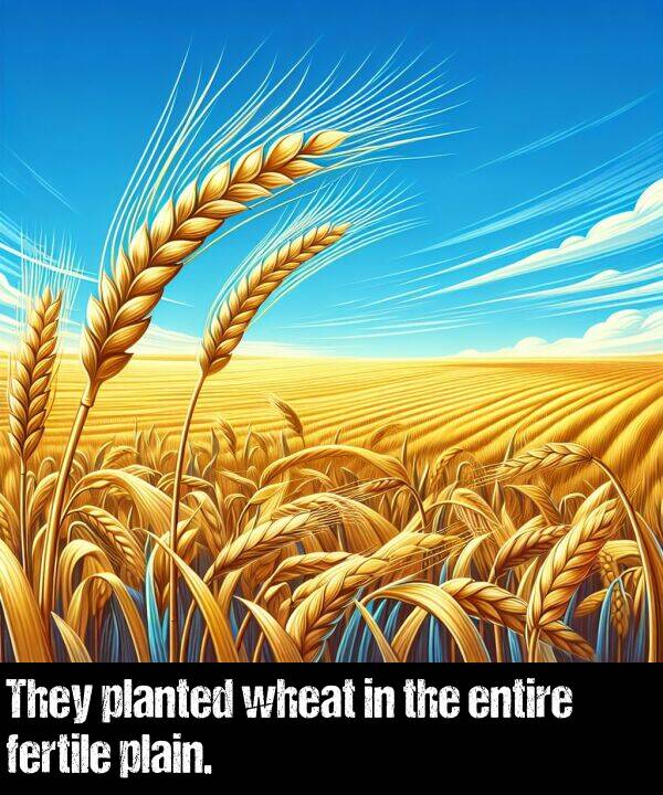 wheat: They planted wheat in the entire fertile plain.