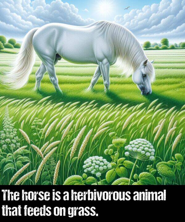 feeds: The horse is a herbivorous animal that feeds on grass.