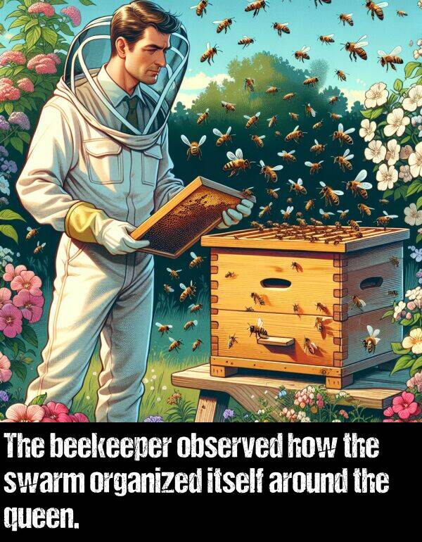 how: The beekeeper observed how the swarm organized itself around the queen.