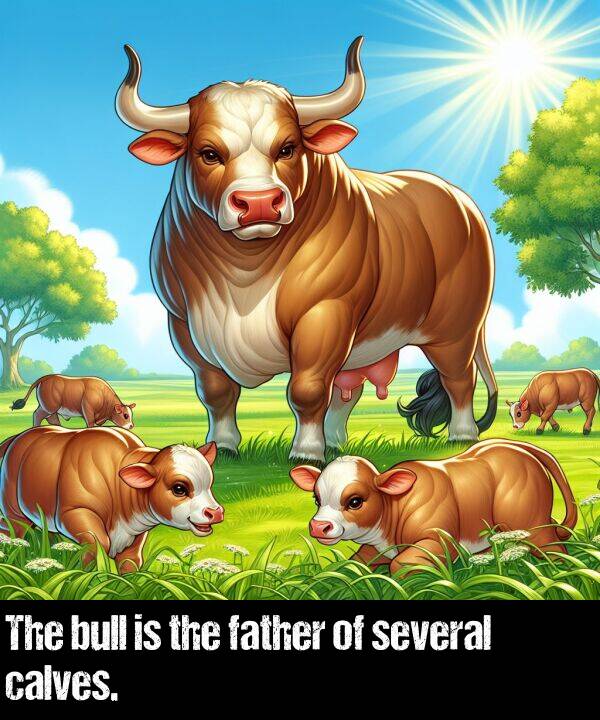 bull: The bull is the father of several calves.