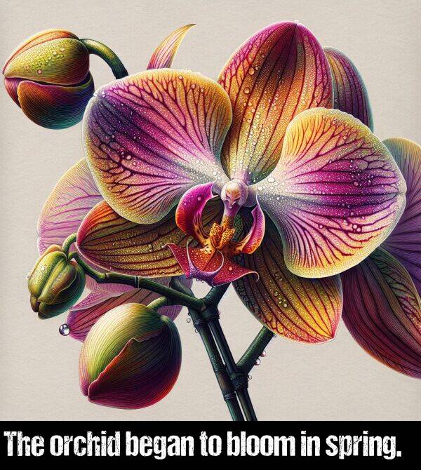 began: The orchid began to bloom in spring.