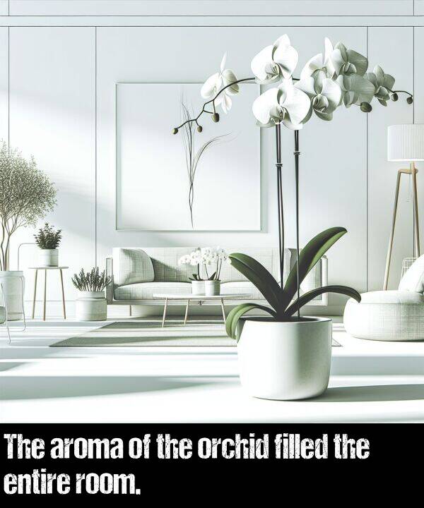 room: The aroma of the orchid filled the entire room.