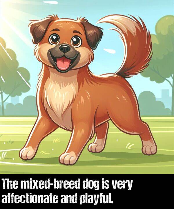 affectionate: The mixed-breed dog is very affectionate and playful.