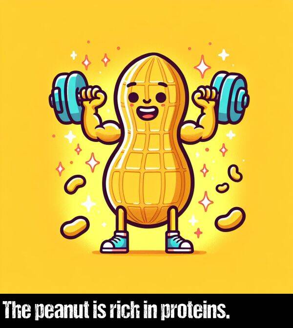 rich: The peanut is rich in proteins.