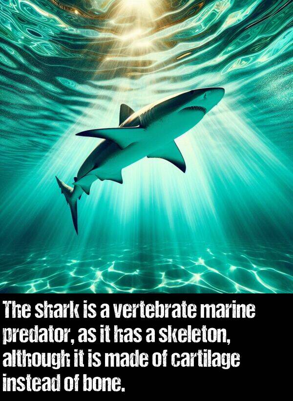 cartilage: The shark is a vertebrate marine predator, as it has a skeleton, although it is made of cartilage instead of bone.