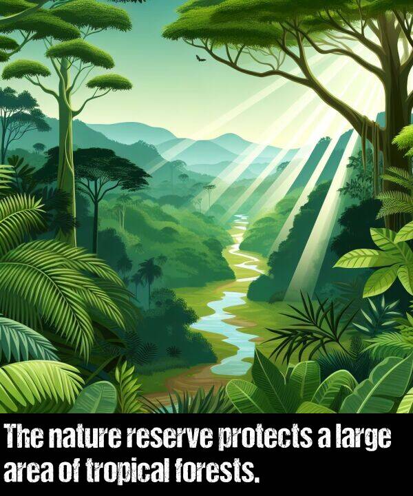 area: The nature reserve protects a large area of tropical forests.