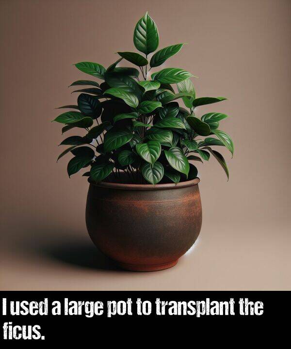 used: I used a large pot to transplant the ficus.