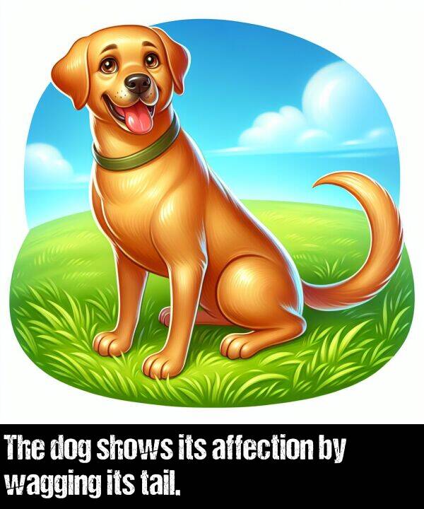 tail: The dog shows its affection by wagging its tail.