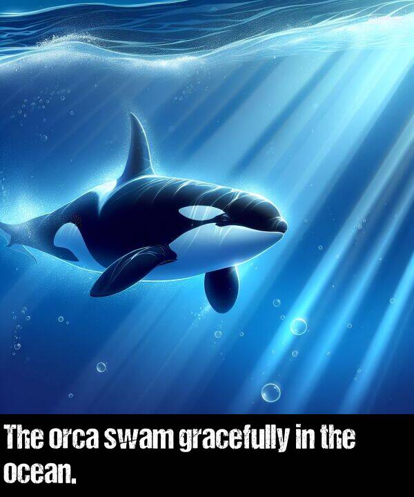 ocean: The orca swam gracefully in the ocean.