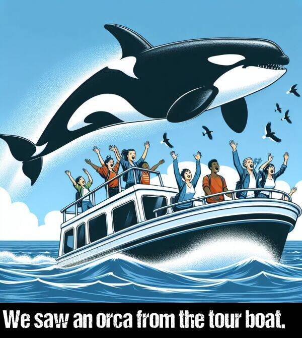 the: We saw an orca from the tour boat.