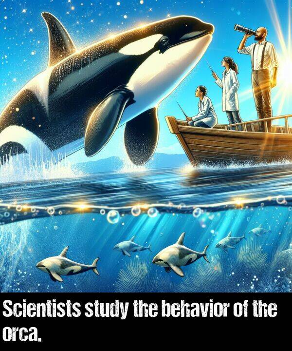 behavior: Scientists study the behavior of the orca.