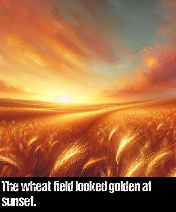 looked: The wheat field looked golden at sunset.