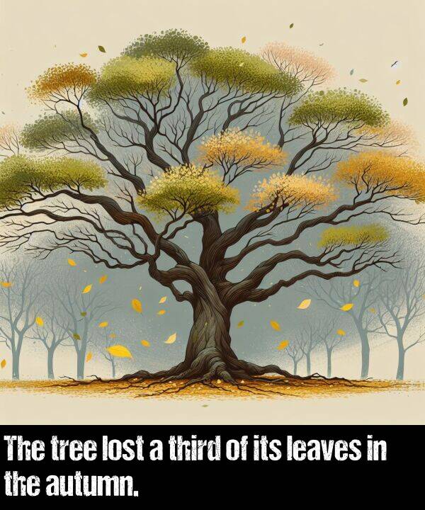 lost: The tree lost a third of its leaves in the autumn.