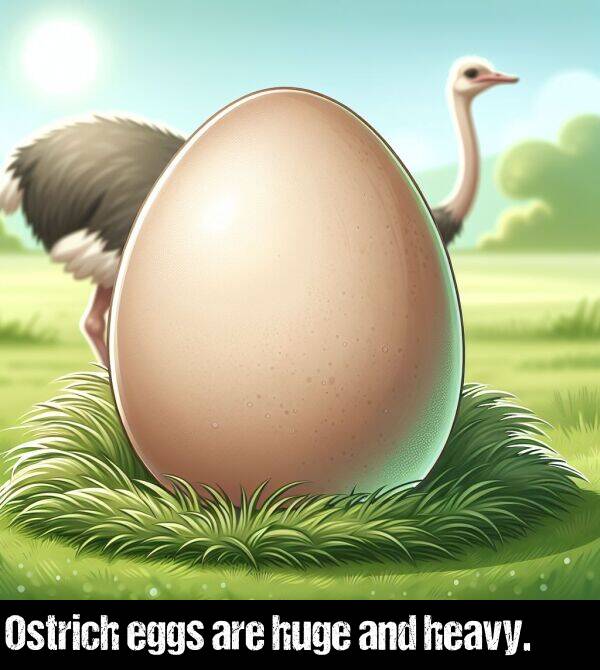 are: Ostrich eggs are huge and heavy.