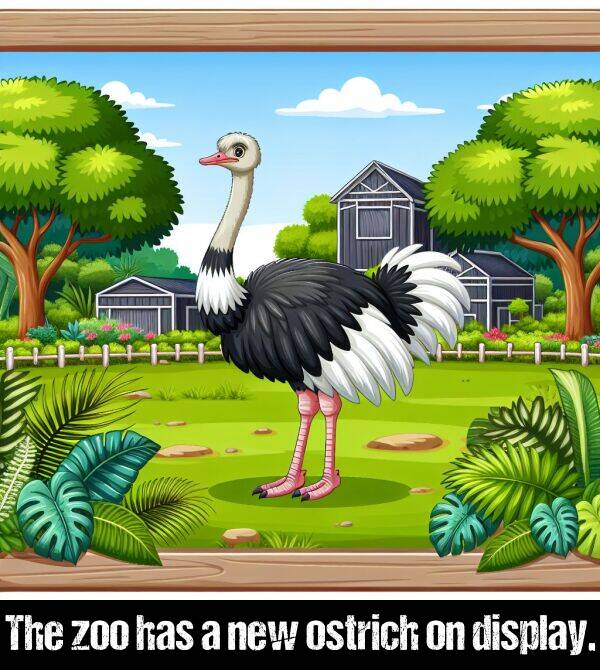 zoo: The zoo has a new ostrich on display.