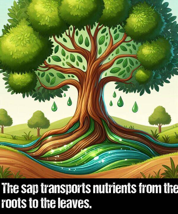 transports: The sap transports nutrients from the roots to the leaves.