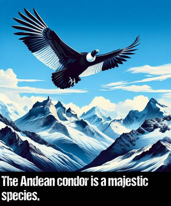 majestic: The Andean condor is a majestic species.