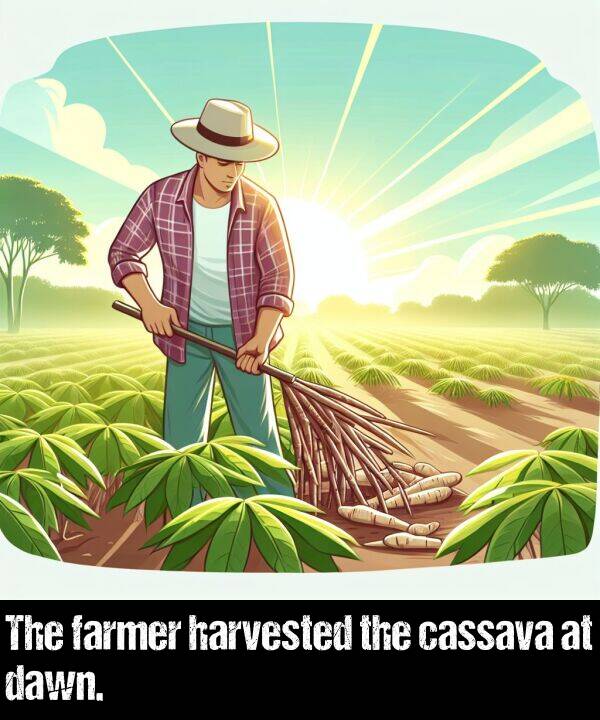 harvested: The farmer harvested the cassava at dawn.