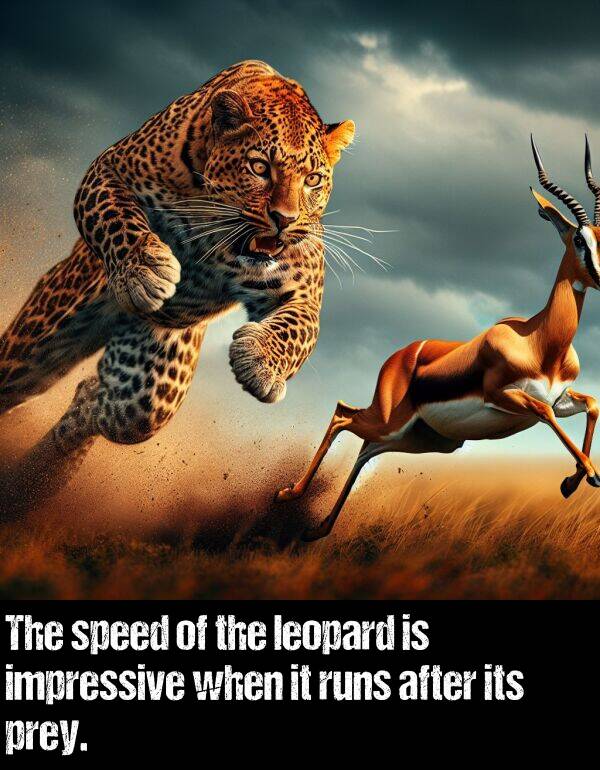 leopard: The speed of the leopard is impressive when it runs after its prey.