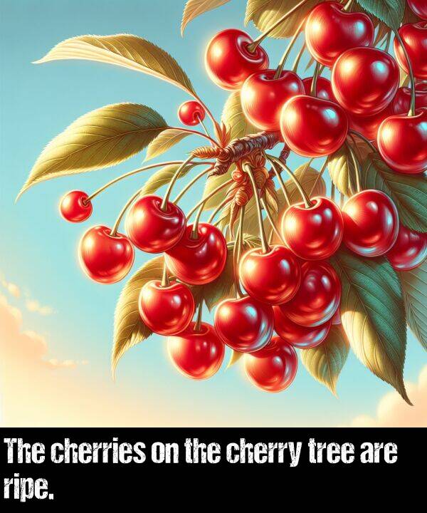 are: The cherries on the cherry tree are ripe.